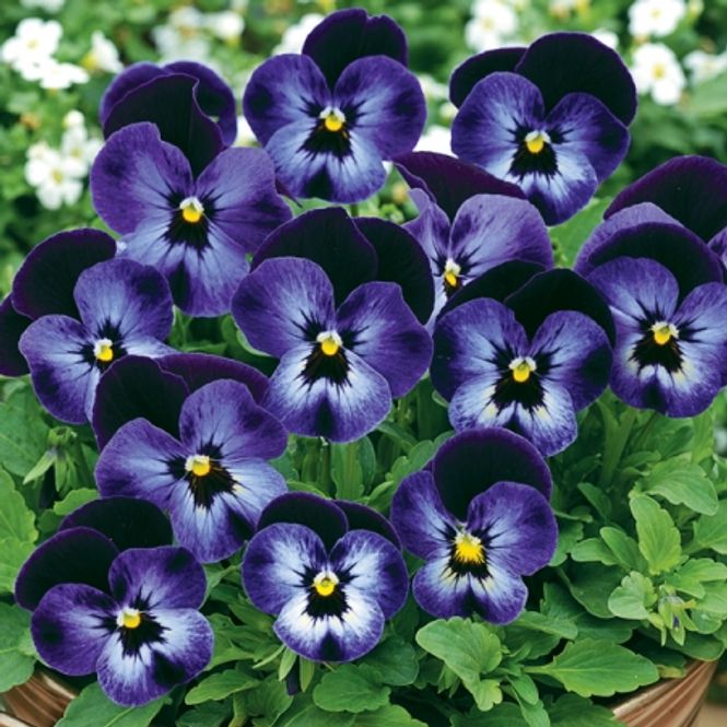 Hovedbilde Stemorsblomst 'Penny™ Denim Jump-up', småblomstret - ...
