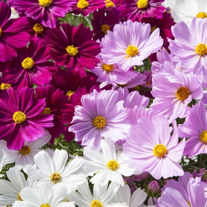 Hovedbilde Pyntekorg 'Apollo Mixed' - Cosmos bipinnatus