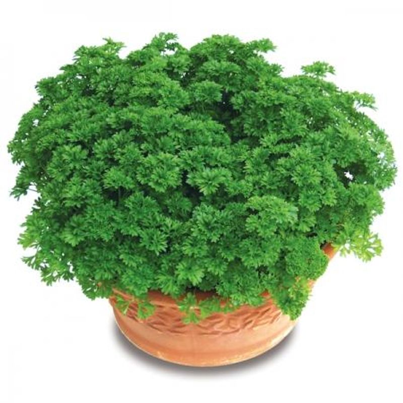 Persille 'Lisette' - Petroselinum crispum