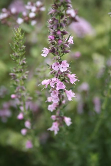 Hovedbilde Isop 'Roseus' - Hyssopus officinalis