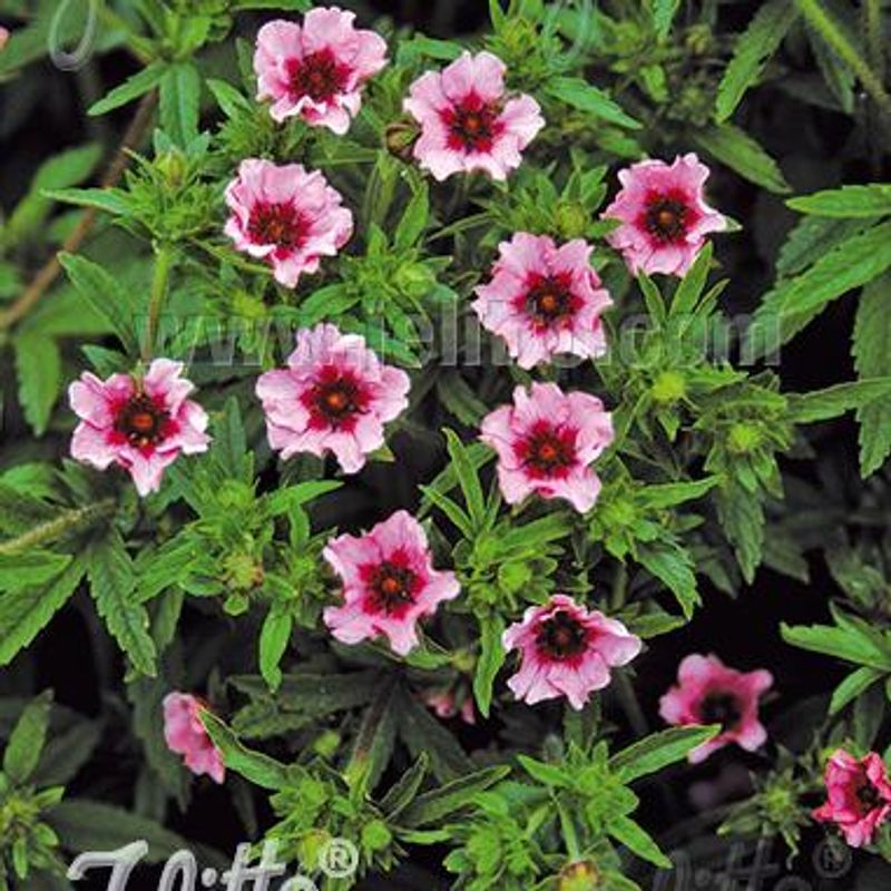 Nepalmure 'Helen Jane' - Potentilla nepalensis