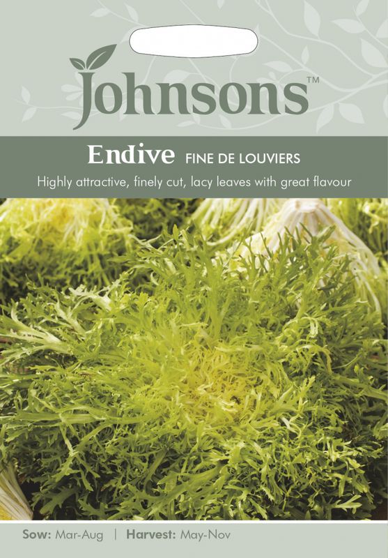 Sikorisalat 'Fine de Louviers' - Chicorium endivia