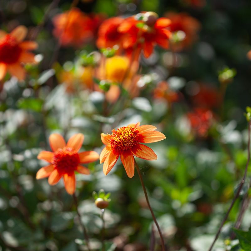 Georgine 'Josie - Dahlia x cultorum, 1 stk.