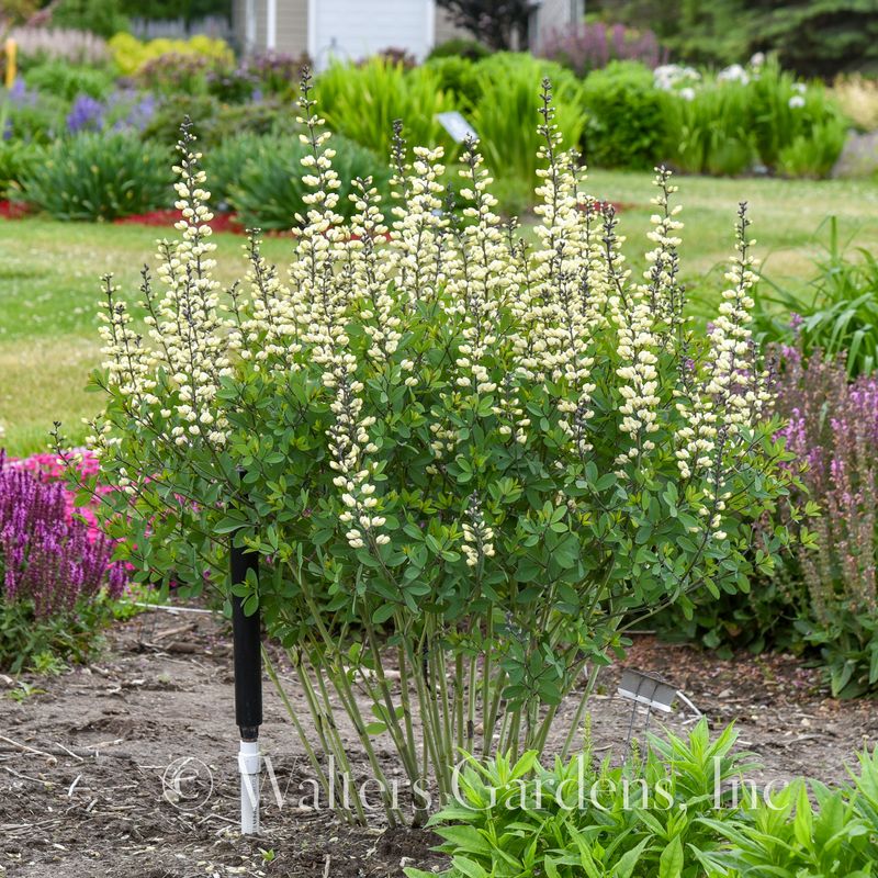 Fargeskolm 'Vanilla Cream' ® - Baptisia