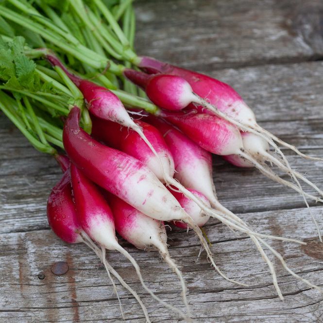 Hovedbilde Reddik 'French Breakfast 3' - Raphanus sativus
