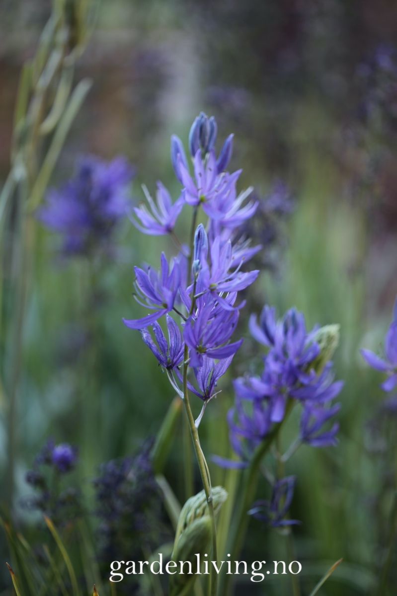 Bjørnestjerne 'Orion’ -  Camassia quamash - 10 stk