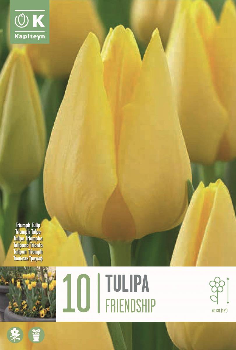 Tulipan 'Friendship', Triumphtulipan - 10 stk