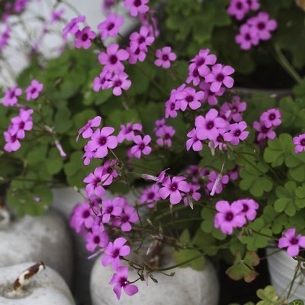 Hovedbilde Brasilgjøkesyre - Oxalis articulata - 1 stk