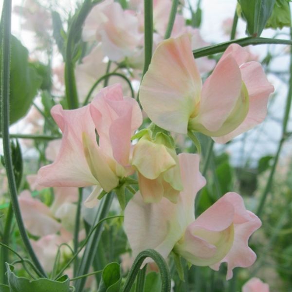 Hovedbilde Blomsterert 'Castlewellan’ - Lathyrus odoratus