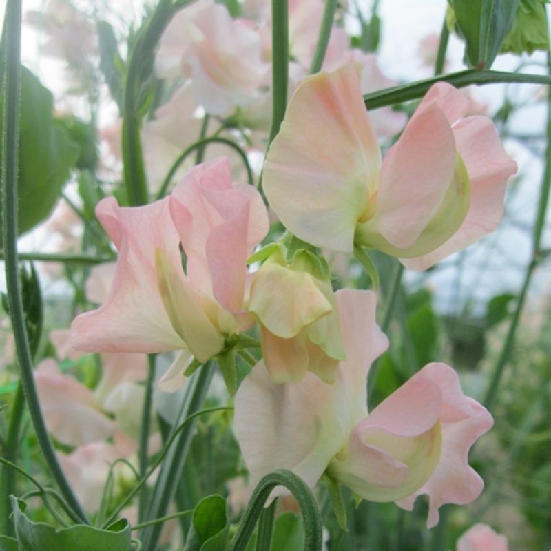 Blomsterert 'Castlewellan’ - Lathyrus odoratus