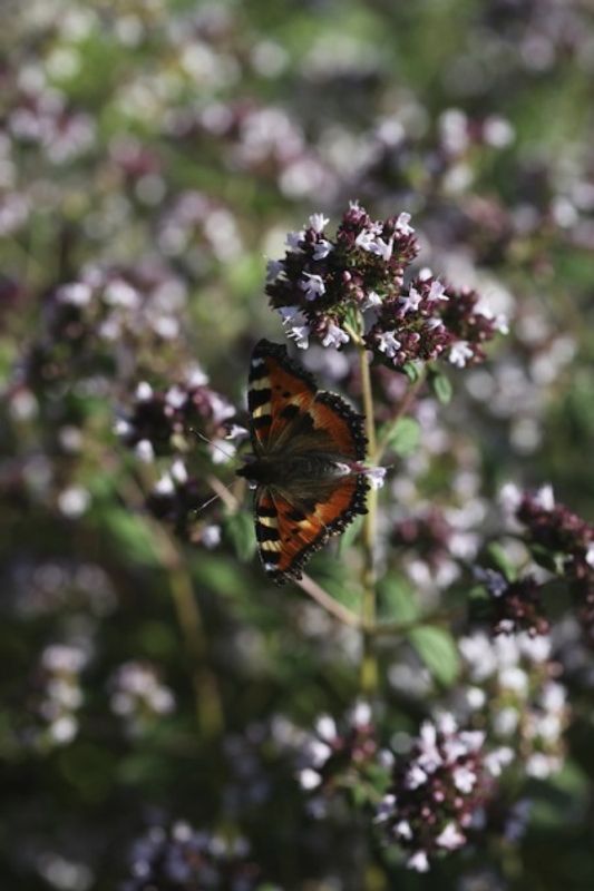 Oregano - Origanum vulgare