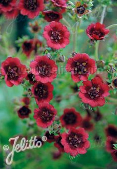 Hovedbilde Rustmure - Potentilla thurberi