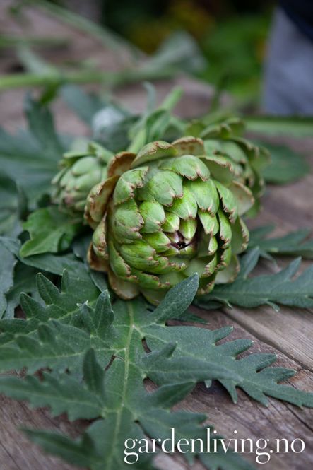 Hovedbilde Artisjokk 'Green Globe' - Cynara scolymus