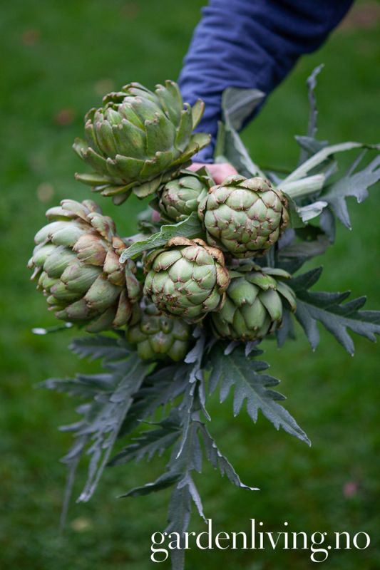 Artisjokk 'Green Globe' - Cynara scolymus