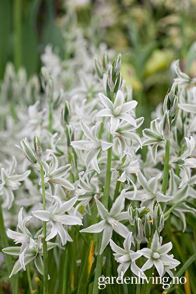 Hovedbilde Nikkestjerne - Ornithogalum nutans - 15 stk 