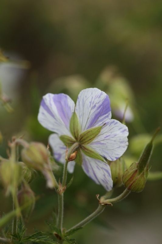 Engstorkenebb 'Splish Splash' - Geranium pratense