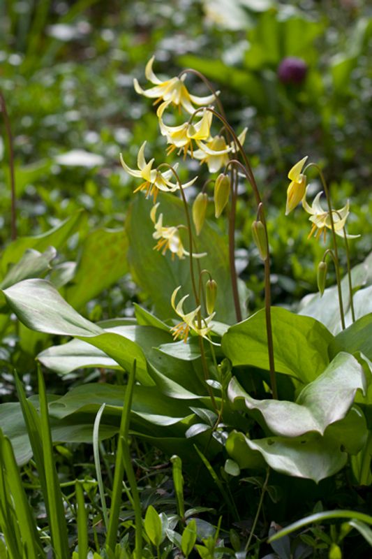 Hundetann ’Pagoda’ - Erythronium - 3 stk