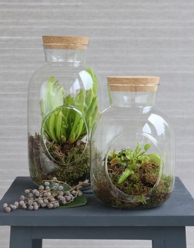 Terrarium åpen, glass
