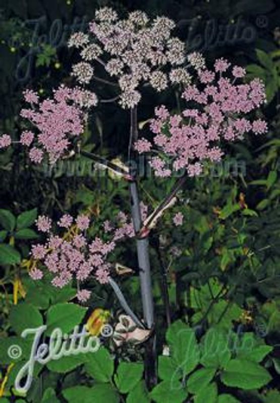 Sløke 'Vicar's Mead' - Angelica sylvestris 