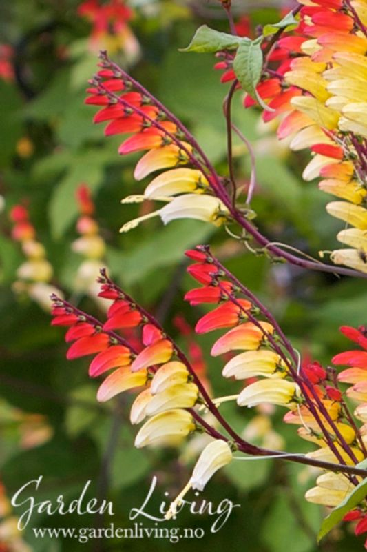 Spansk flagg - Mina lobata