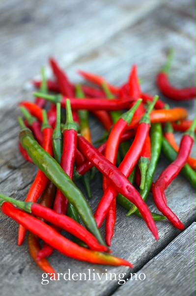 Hovedbilde Chilipepper 'Curry Pepper’ - Capsicum annuum 