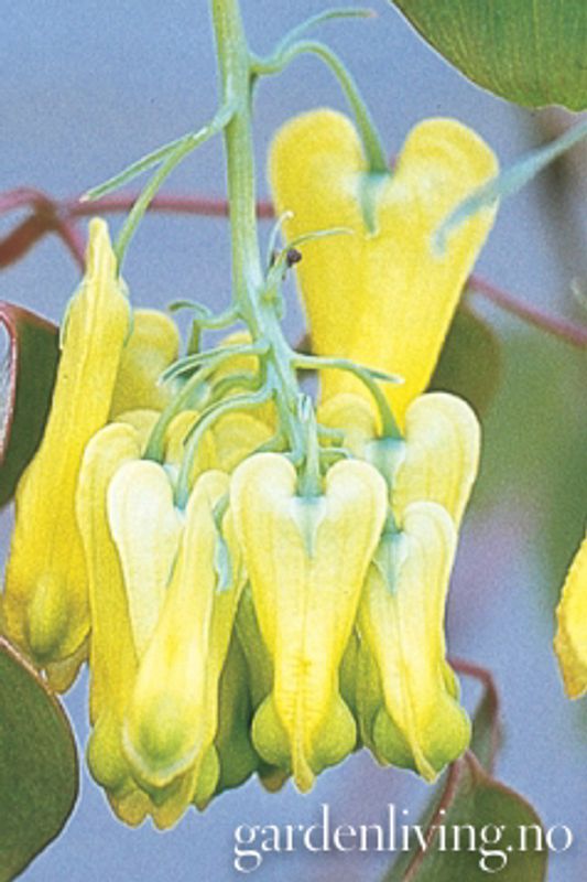 Dicentra scandens