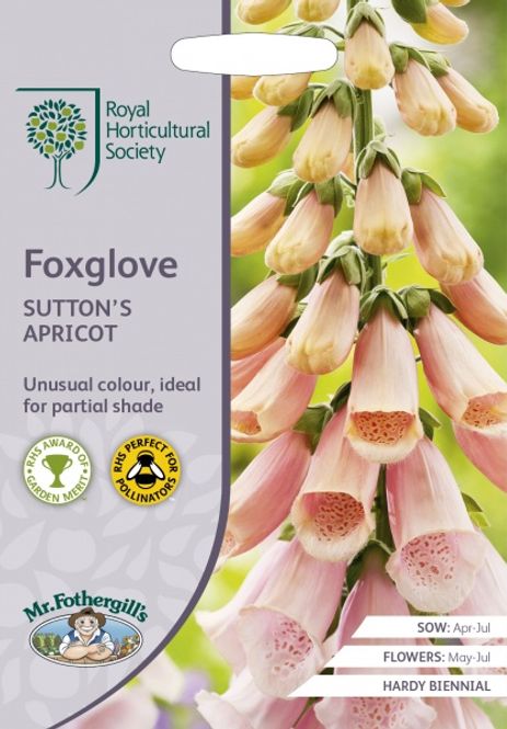 Hovedbilde Revebjelle 'Sutton's Apricot' - Digitalis purpurea