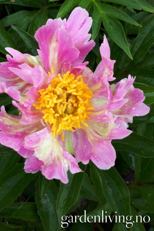 Silkepion 'Pink Spritzer' - Paeonia lactiflora