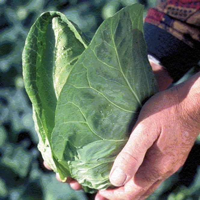 Hovedbilde Spisskål 'Dutchman' - Brassica oleracea 