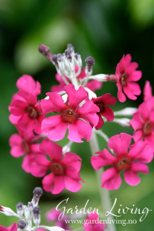 Primula pulverulenta
