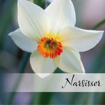 Hovedbilde Påskeliljer - Narcissus