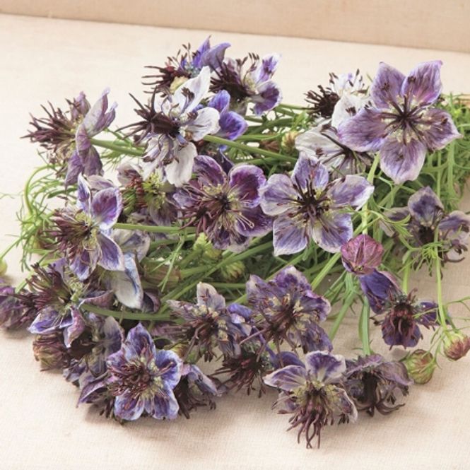 Hovedbilde Damaskussvartfrø 'Delft Blue' - Nigella damascena