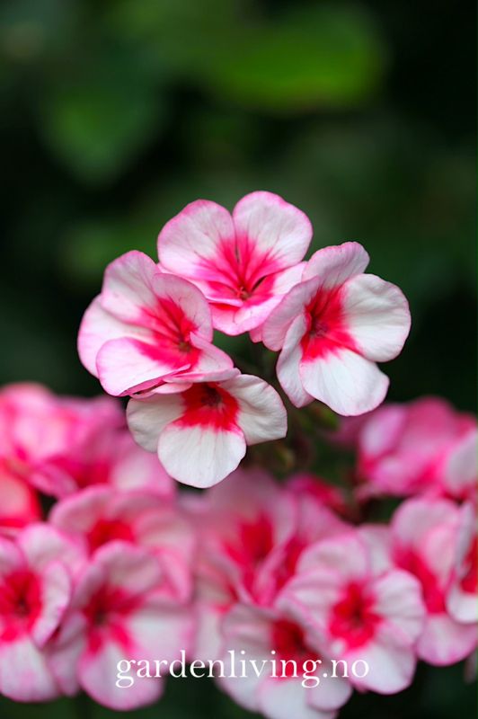 Pelargonium 'Maverick™ Star' F1