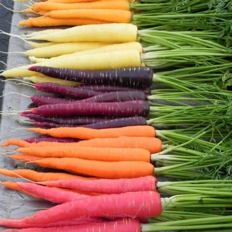Gulrot 'Rainbow Improved Mixed', Sommergulrot - Daucus carota
