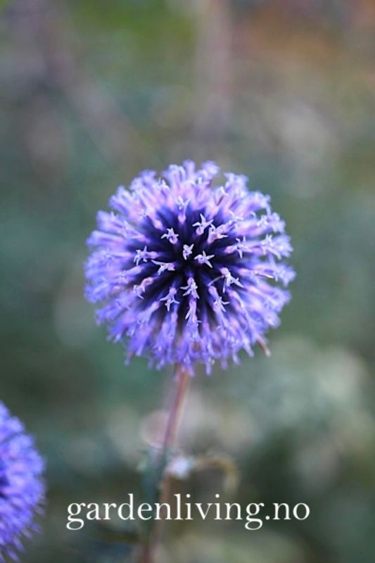 Kuletistel - Echinops ritro