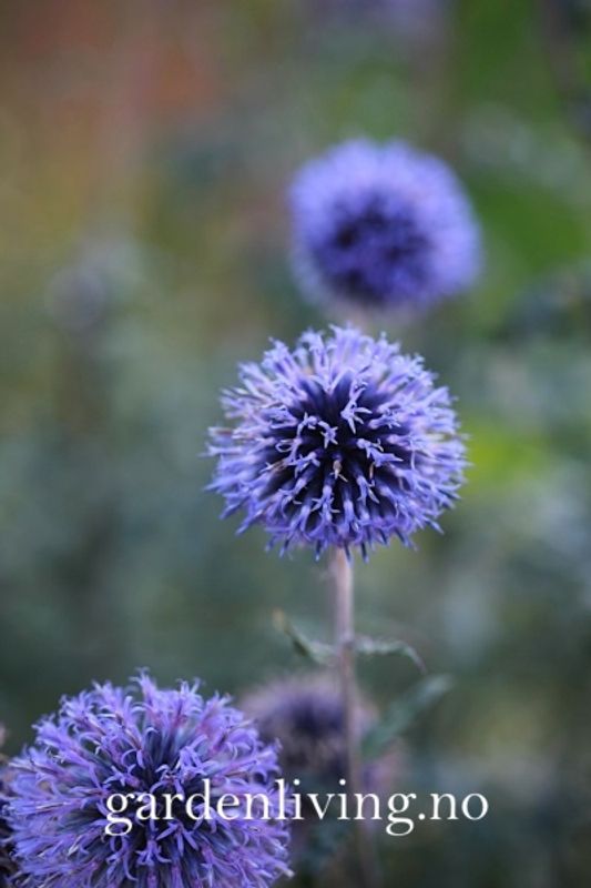 Kuletistel 'Platinum Blue' - Echinops ritro