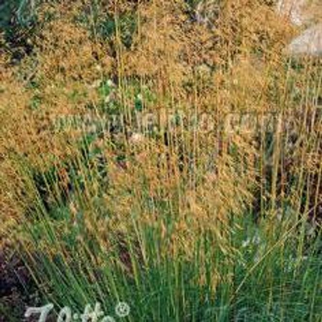 Hovedbilde Kjempefjørgras - Stipa gigantea