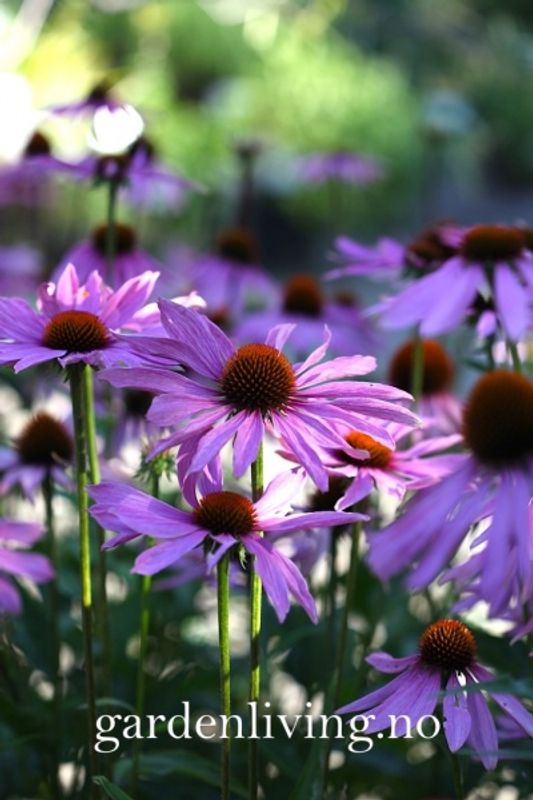 Purpursolhatt 'Bravado’ - Echinacea purpurea 