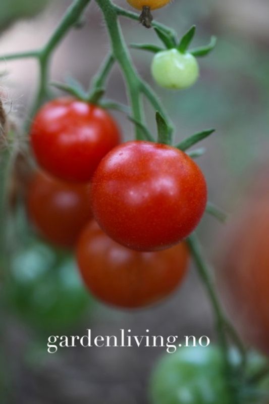 Drivhustomat 'Gardener's Delight', cocktail - Lycopersicon lycop