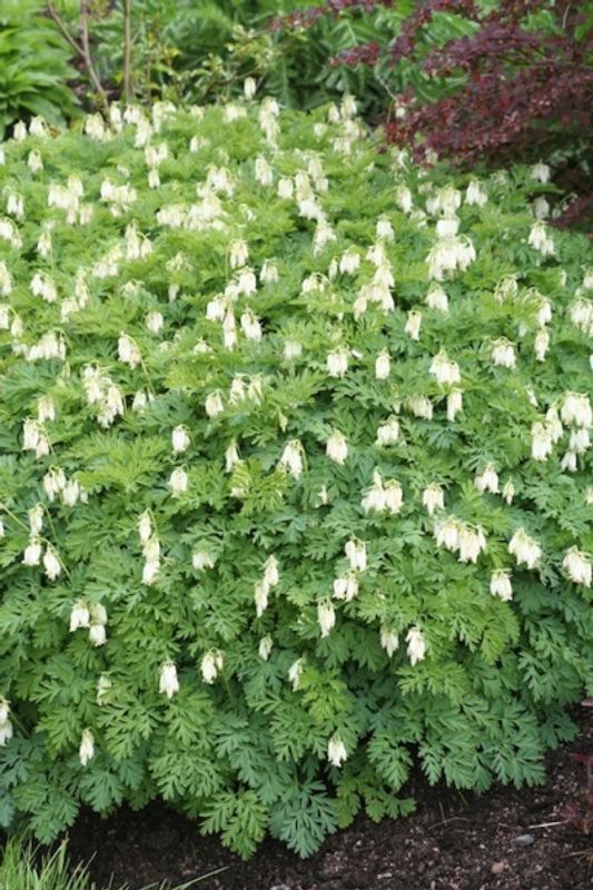 Småhjerte 'Aurora' - Dicentra formosa