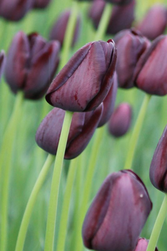 Tulipan 'Queen of Night', sen enkel - 10 stk