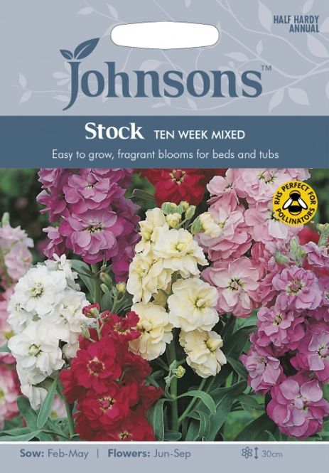 Hovedbilde Levkøy 'Ten Week Mixed' - Matthiola incana