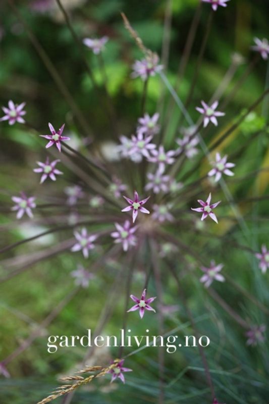 Markløperløk - Allium shubertii - 4 stk