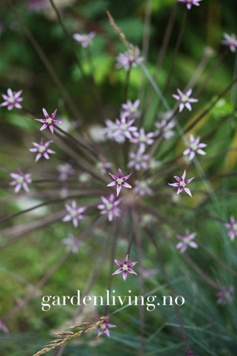 Markløperløk - Allium shubertii - 3 stk