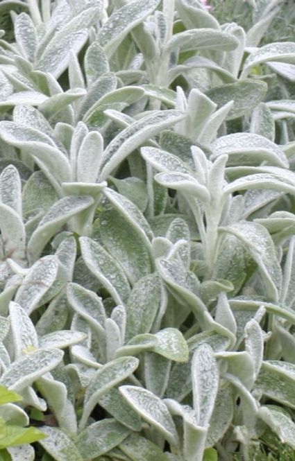 Hovedbilde Lammeøre - Stachys byzantina