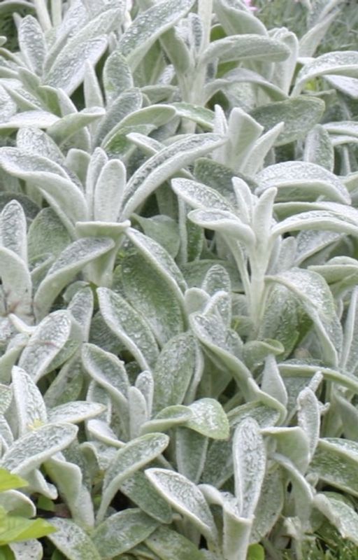 Lammeøre - Stachys byzantina