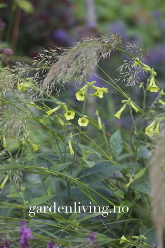Klokketobakk - Nicotiana langsdorfii