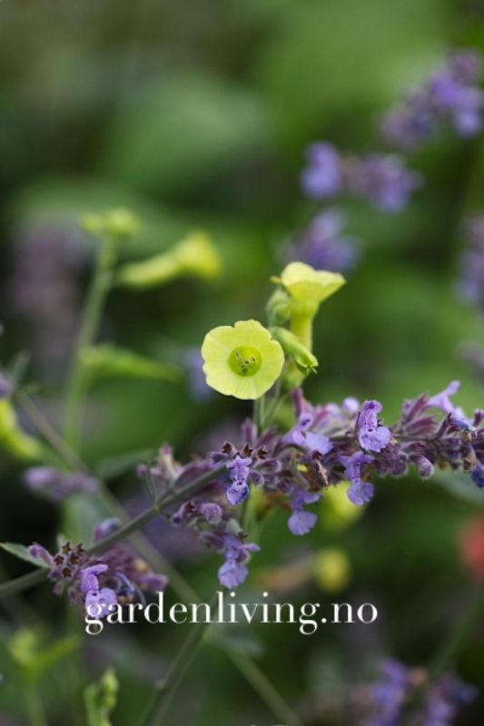 Klokketobakk - Nicotiana langsdorfii