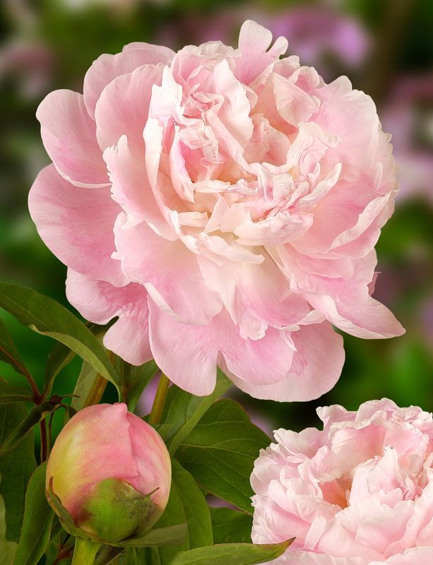 Silkepion 'Catharina Fontijn' - Paeonia lactiflora