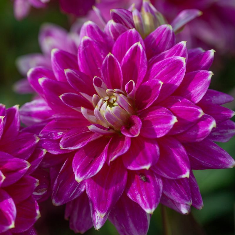 Georgine 'Maldini' - Dahlia x cultorum, 1 stk.